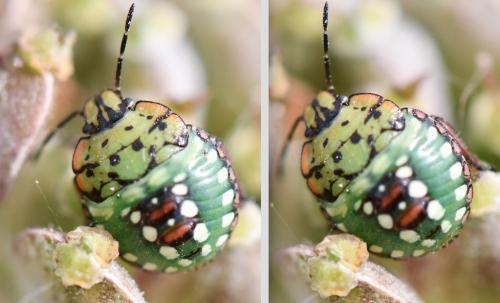 Nezara viridula